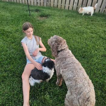 Bridget -  English Springer Spaniel Dog for Adoption in Normal, Illinois - Bridget | PetCurious