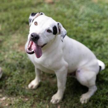 Summit -  Border Collie and Labrador Retriever Dog for Adoption - Summit | PetCurious