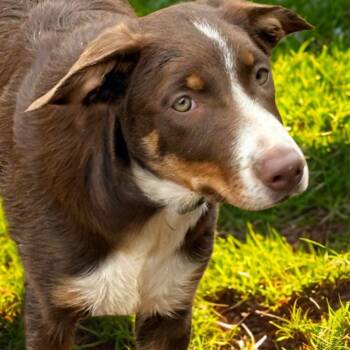 Rescue Border Collie Dogs for Adoption in Phoenix, Arizona - Tanner | PetCurious