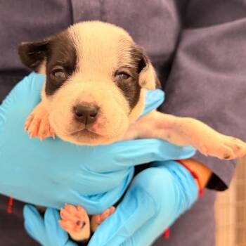 Cattle Dog and Mixed Breed Dogs Available for Adoption - Apple Jacks | PetCurious