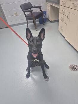 HERA -  Belgian Shepherd Malinois and Mixed Breed Dog for Adoption in St. Cloud, Florida - HERA | PetCurious
