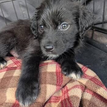 Saturno -  Australian Shepherd and Hound Dog for Adoption in Sparta, New Jersey - Saturno | PetCurious