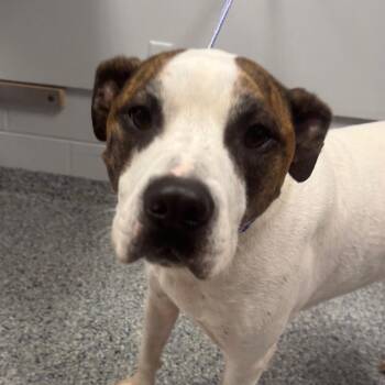 Hank -  Mixed Breed Dog for Adoption in Greenville, South Carolina - Hank | PetCurious