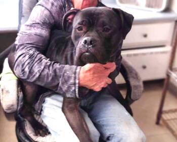 Rescue American Bulldog and Boxer Dogs for Adoption in Charlottesville, Virginia - Ringo Look At His FACE! Young Gentle Sweet Boy! | PetCurious