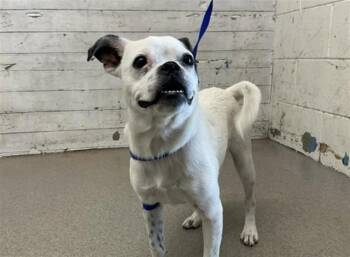 RACHEL MAE -  Pug and Mixed Breed Dog for Adoption in San Bernardino, California - RACHEL MAE | PetCurious