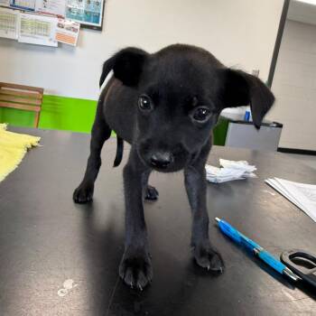 Alice -  Mixed Breed Dog for Adoption in Ponca City, Oklahoma - Alice | PetCurious