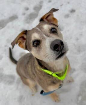 Catahoula Leopard Dog and Siberian Husky Dogs Available for Adoption - Cannon | PetCurious