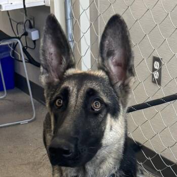 110454 -  Mixed Breed Dog for Adoption in Las Cruces, New Mexico - 110454 | PetCurious