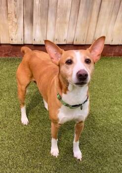 Louella -  Mixed Breed Dog for Adoption in Eugene, Oregon - Louella | PetCurious