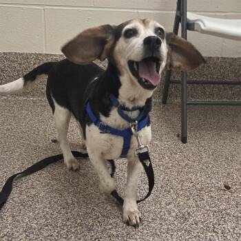 SADIE -  Beagle Dog for Adoption in Barnstable, Massachusetts - SADIE | PetCurious