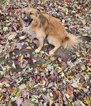 Shadow & Bone : Zoya -  Corgi and Pomeranian Dog for Adoption in Aurora, Indiana - Shadow & Bone : Zoya | PetCurious