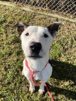 Gabe -  Bull Terrier Dog for Adoption in Kennewick, Washington - Gabe | PetCurious