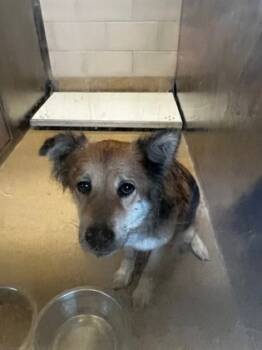 Rescue Border Collie and Mixed Breed Dogs for Adoption in Farmers Branch, Texas - Luna | PetCurious