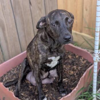 Button -  Catahoula Leopard Dog and Mixed Breed Dog for Adoption in League City, Texas - Button | PetCurious