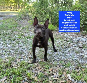 Staffordshire Bull Terrier Dogs Available for Adoption - Poppy | PetCurious