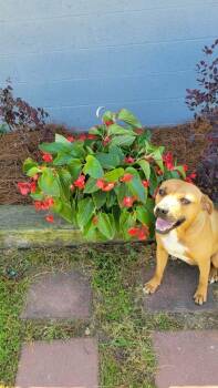 Catahoula Leopard Dog and Mixed Breed Dogs Available for Adoption in Metter, Georgia - Juliet | PetCurious