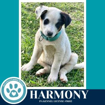 Australian Cattle Dog Blue Heeler Dogs Available for Adoption in Kimberton, Pennsylvania - Harmony (Lyric