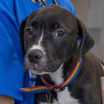 Rescue Pit Bull Terrier and Labrador Retriever Dogs for Adoption in St. Louis, Missouri - ANISE | PetCurious