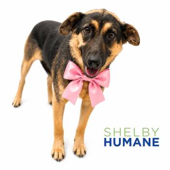 Junie -  Mixed Breed Dog for Adoption in Columbiana, Alabama - Junie | PetCurious