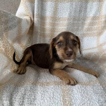Scarlet Letter -  Terrier and Mixed Breed Dog for Adoption in Carencro, Louisiana - Scarlet Letter | PetCurious