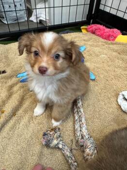 Ballad -  Chihuahua and Australian Shepherd Dog for Adoption in Phoenix, Arizona - Ballad | PetCurious