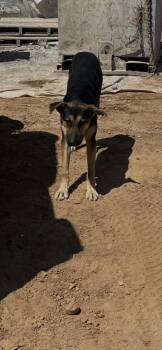 Tristan -  German Shepherd Dog and Mixed Breed Dog for Adoption in Fresno, California - Tristan | PetCurious