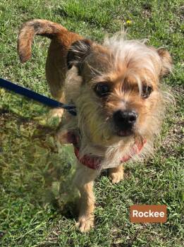 Shih Tzu Dogs Available for Adoption in New Berlin, Wisconsin - ROCKEE   $425 | PetCurious