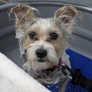 Alley -  Maltese Dog for Adoption in Stokesdale, North Carolina - Alley | PetCurious