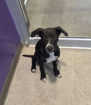 Brandi -  Mixed Breed Dog for Adoption in Bossier City, Louisiana - Brandi | PetCurious