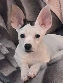 Bonnie -  Chihuahua and Terrier Dog for Adoption in Bloomfield, Connecticut - Bonnie | PetCurious