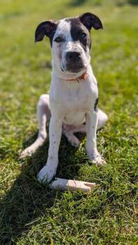Cruiser Burt -  Pit Bull Terrier Dog for Adoption in Germantown, Ohio - Cruiser Burt | PetCurious