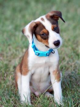 Bear -  Australian Shepherd and Boxer Dog for Adoption in Madisonville, Texas - Bear | PetCurious