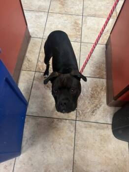 Rescue Mixed Breed Dogs for Adoption in Cincinnati, Ohio - Hank McCoy | PetCurious