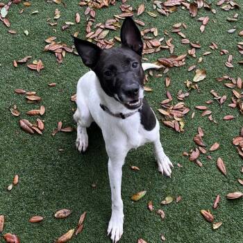 Pharaoh Hound Dogs Available for Adoption - Cheerio | PetCurious