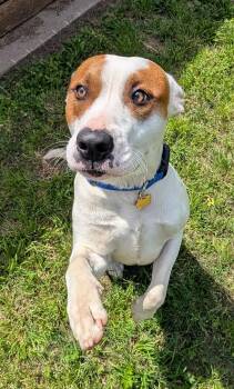 Pit Bull Terrier Dogs Available for Adoption in Plano, Texas - Hank A217211 | PetCurious