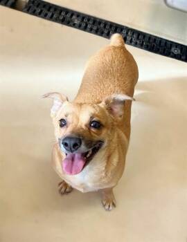 Chihuahua and Terrier Dogs Available for Adoption in Riverside, California - ETHEL | PetCurious