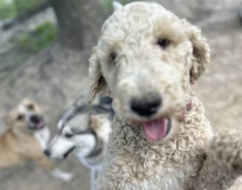 Goldendoodle Dogs Available for Adoption in Manchester, Connecticut - Mindy | PetCurious