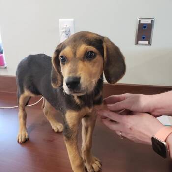 Hope -  Hound Dog for Adoption in Gautier, Mississippi - Hope | PetCurious