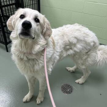 Great Pyrenees Dogs Available for Adoption - SVAS-Stray-38106 | PetCurious