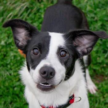 Australian Shepherd and Mixed Breed Dogs Available for Adoption - Matilda | PetCurious