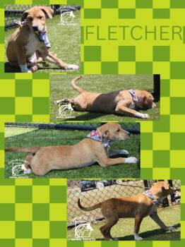 American Staffordshire Terrier and Mixed Breed Dogs Available for Adoption in Kenansville, North Carolina - FLETCHER | PetCurious