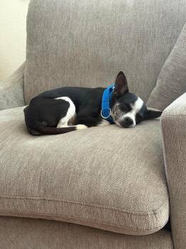 oreo -  Boston Terrier and Chihuahua Dog for Adoption in Boston, Massachusetts - Oreo | PetCurious