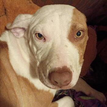Pit Bull Terrier and Mixed Breed Dogs Available for Adoption in Wadena, Minnesota - Sage | PetCurious