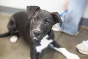 Tamera -  Labrador Retriever and Border Collie Dog for Adoption in Mountain Home, Arkansas - Tamera | PetCurious