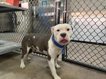 Pit Bull Terrier and Mixed Breed Dogs Available for Adoption in Dallas, Texas - CHAPO | PetCurious