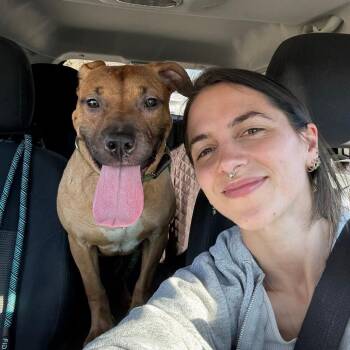 Tina -  Terrier and Mixed Breed Dog for Adoption in St. Louis, Missouri - Tina | PetCurious