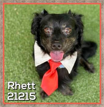RHETT -  Dachshund Dog for Adoption in Marietta, Georgia - RHETT | PetCurious