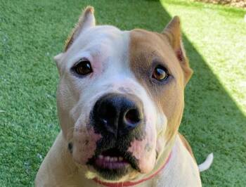 SAVE ME PLEASE Poppi - IDA552811 -  Pit Bull Terrier Dog for Adoption in San Marcos, California - SAVE ME PLEASE Poppi - IDA552811 | PetCurious