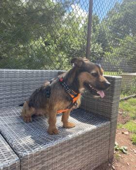 Fonzie -  Border Terrier Dog for Adoption in Montgomery, New Jersey - Fonzie | PetCurious