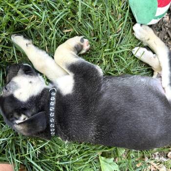 German Shepherd Dog and Golden Retriever Dogs Available for Adoption in Potomac, Maryland - Jackson | PetCurious